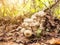 Lyophyllum decastes mushrooms in the autumn forest