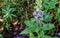 Lyre-leaved Sage - Salvia lyrata