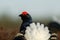 Lyre-shaped tail of black grouse