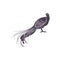 Lyrebird vector illustration design. Lyrebird Silhouette. Lyrebird design template