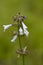 Lyreleaf Sage Salvia lyrata Alabama Wildflower