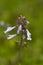 Lyreleaf Sage Salvia lyrata Blue Alabama Wildflower