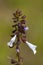 Lyreleaf Sage - Salvia lyrata Wildflower