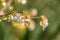 Lyric macro of blooming flower winter honeysuckle Lonicera fragrantissima standishii, or January jasmine, Chinese honeysuckle.