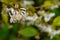 Lyric macro of blooming flower winter honeysuckle Lonicera fragrantissima standishii, or January jasmine, Chinese honeysuckle
