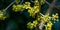 Lyric twig cornelian cherry with yellow flowers on grey blurred with bokeh background. Soft selective macro focus Cornus mas