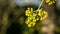 Lyric twig  cornelian cherry with yellow flowers on grey blurred with bokeh background. Soft selective macro focus Cornus mas blos