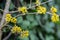 Lyric twig with yellow flowers on blurred ivy Hedera helix background. Soft selective macro focus cornelian cherry blossom