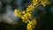 Lyric twig with yellow flowers on grey blurred with bokeh background