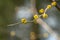 Lyric twig with yellow flowers on grey blurred with bokeh background. Soft selective macro focus cornelian cherry blossom Cornus