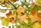 Lyriodendron tulip tulip tree Liriodendron tulipifera L.. Branches with fruits in autumn