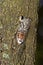 Lyristes plebejus Cicada on an oak tree