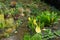 Lysichiton americanus - American Skunk-cabbage, Hidcote Gardens, Gloucestershire, England, UK.