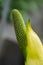 Lysichiton Americanus Western Skunk Cabbage