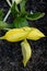 Lysichiton Americanus Yellow Skunk Cabbage