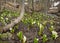 Lysichiton camtschatcense, white spring flowers