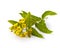 Lysimachia