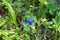 Lysimachia arvensis, commonly known as scarlet pimpernel flower , flora Iran