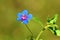 Lysimachia arvensis, commonly known as scarlet pimpernel flower , flora Iran