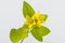 Lysimachia christinae Hance