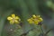 Lysimachia ciliata fringed loosestrife flowers