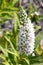 Lysimachia clethroides, Gooseneck loosestrife