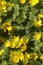 Lysimachia nummularia flowering, close up shot