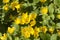 Lysimachia nummularia flowering, close up shot