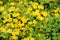 Lysimachia nummularia Golden creeping Jenny