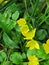 Lysimachia nummularia lat. Lysimachia nummularia in bloom