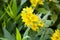 Lysimachia. primulaceae flower closeup. nature macro photography. beautiful yellow flower