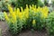 Lysimachia punctata in bloom in May