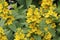 Lysimachia Punctata the dotted loosestrife Yellow flowers with bur background