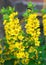 Lysimachia punctata (Garden Loosestrife, Yellow Loosestrife or G