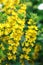 Lysimachia punctata (Garden Loosestrife, Yellow Loosestrife or G