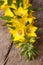 Lysimachia punctata yellow flowers close up vertical