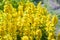 Lysimachia vulgaris blossom in the meadow, many yellow flowers