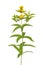 Lysimachia vulgaris flower