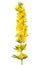 Lysimachia vulgaris flower