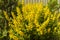 Lysimachia vulgaris flowering beautiful colour by springtime in garden