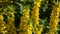 Lysimachia vulgaris, yellow flowers in the garden. Loosestrife, moneywort