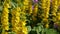 Lysimachia vulgaris, yellow flowers in the garden. Loosestrife, moneywort