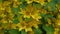 Lysimachia vulgaris, yellow flowers in the garden. Loosestrife, moneywort