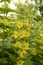 Lysimachia vulgaris, the yellow loosestrife or garden loosestrife, is a herbaceous perennial flowering plant in the family