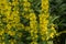 Lysimachia vulgaris, the yellow loosestrife or garden loosestrife, is a herbaceous perennial flowering plant in the family