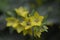 Lysimachia vulgaris, the yellow loosestrife or garden loosestrife, is a herbaceous perennial flowering plant in the family