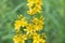 Lysimachia vulgaris,  yellow loosestrife, garden loosestrife yel