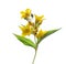 Lysimachia vulgaris Yellow Loosestrife isolated on white background