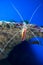 Lysmata amboinensis (Cleaner Shrimp)