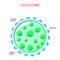 Lysosome anatomy